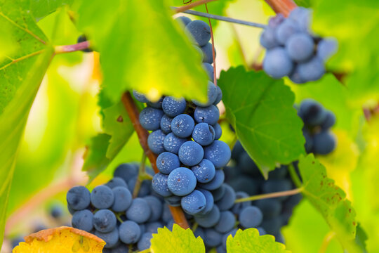 closeup bunch of grapes on branch, summer vineyard agricultural background
