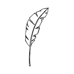 Simple tropical leaf illustration. Hand drawn banana leaf vector clipart. Botanical doodle for print, web, design, decor, logo.