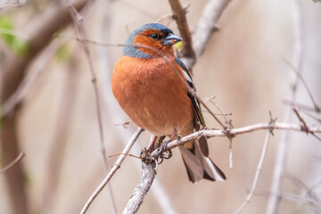 Common chaffinch, Fringilla coelebs, sits on a tree. Common chaffinch in wildlife.