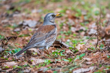 Fieldfare, Turdus pilaris, on a sprng lawn.