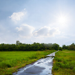Fototapeta na wymiar wet asphalt road after a rain among green fields under a sparkle sun