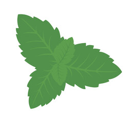 Green plant leaves. Vector illustration