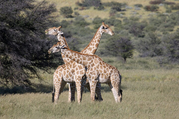 Giraffe eating Tsamma Melons in the Kgalagadi