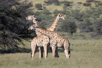 Giraffe eating Tsamma Melons in the Kgalagadi