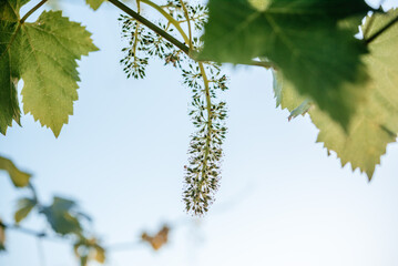 Young blooming cluster of grapes on the grape vine on vineyard close-up