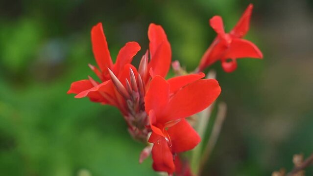 Red canna lily or Edible canna flower beautiful on a tree in the garden. High quality FullHD footage