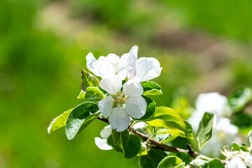 Blooming branches of an apple tree in close-up. A spring tree blooms with pink and white petals in a garden or park