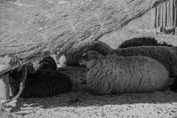 Black and white photo, the sheep of the park of the sandpit of Challans in the shade of the sun,Vendée,FRANCE.
