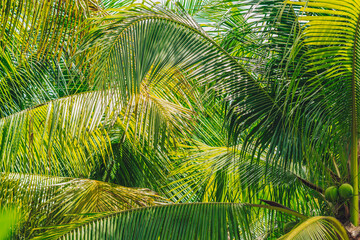 Abstract natural wallpaper background real tropical palm tree, bottom view large lush green leaves texture detail, minimalism exotic design for eco spa environmental product, freedom journey lifestyle