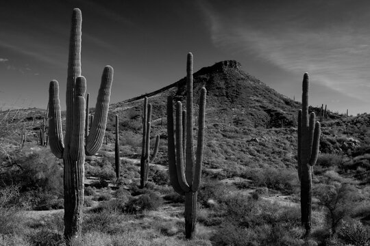 The Arizona Sonora desert in black and white