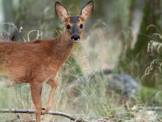 Close-up of an European Roe Deer (Capreolus capreolus) in the woods, Germany
