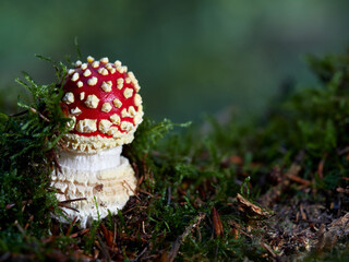 Close-up of a fly agaric mushroom (Amanita muscaria) in the wood, Germany
