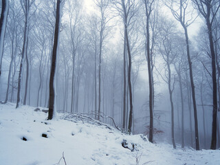Beech forest of Soonwald in winter, Germany