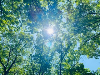 sun shining through the trees