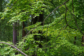 tree in the forest