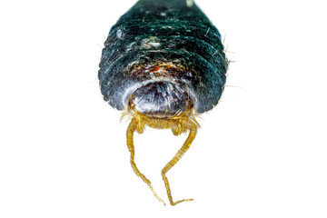 A close up of a silver fish