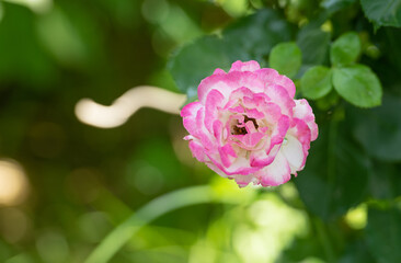 Blooming tea-rose flowers with pink petals in blurred nature in spring
