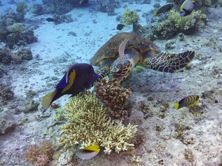 Fish and turtle eating