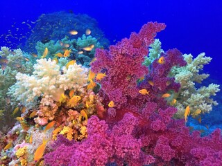 Fototapeta na wymiar Corals colors and Anthias