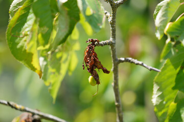 diseased cherry tree in the park