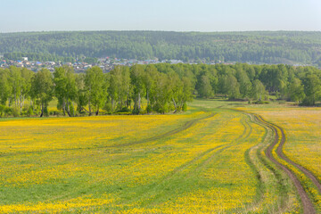 Picturesque  unpaved road among fields overgrown with yellow flowers