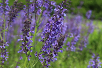 Salvia pratensis.  Meadow sage,  purple flowers on wild meadow.