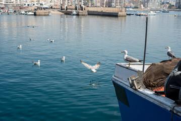 Obraz premium seagulls waiting in the port for the arrival of the fishermen