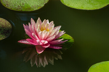 Big amazing bright pink-yellow water lily or lotus flower Perry's Orange Sunset in garden pond....