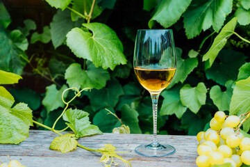 Glass of Chardonnay, Sauvignon white wine and grape berries on the wooden table in the vineyards, winery with green grape leaves background. Wine tasting, Degustation. Selective focus, Copy space - Powered by Adobe