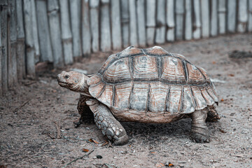 close up big  turtle Thailand, giant turtle wildlife in the Thailand farm.