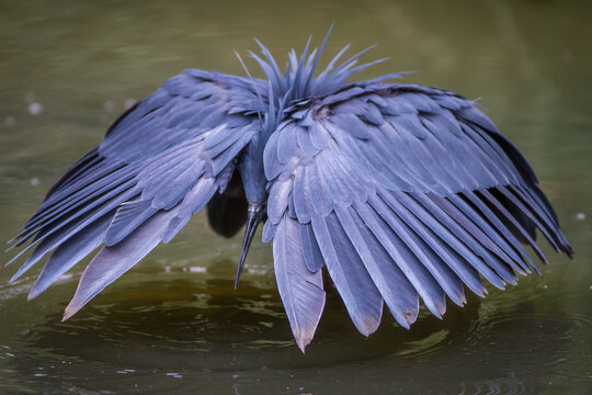 Black egret hunting for fish