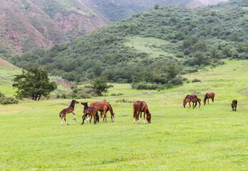 Horses and foals are grazing on a green spring mountain meadow