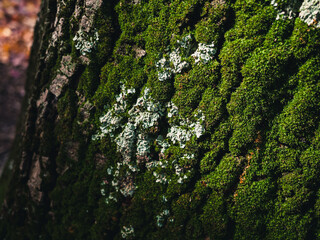 moss on tree trunk