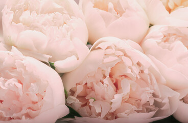 Beautiful aromatic fresh blossoming tender white-pink peonies texture. Close-up.