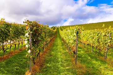 Fototapeta na wymiar The rows of vineyards