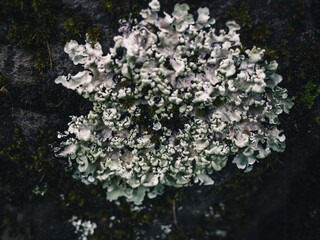 lichen on stone