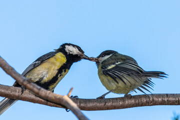 Great tit adult feeding a great tit juvenile
