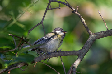 Great Tit perched on a tree branch