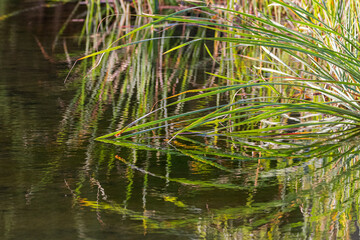 reeds and aquatic grasses on the bank of a pond