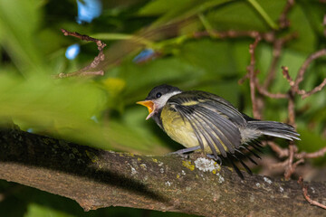 Great Tit perched on a tree branch