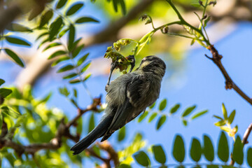 Juvenile Eurasian Blue Tit perched on a tree branch
