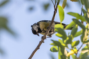 Great Tit perched on a tree branch