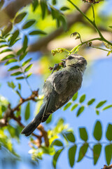 Juvenile Eurasian Blue Tit perched on a tree branch