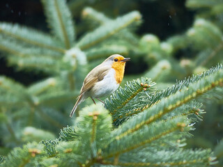Zaryanka. Robin. small bird. Erithacus rubecula.