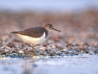 Common Sandpiper on the shore (Actitis hypoleucos)