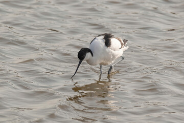 Pied Avocet in water looking for food (Recurvirostra avosetta)
