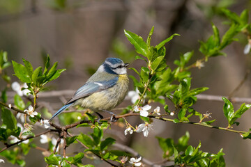 Blue tit (Cyanistes caeruleus or Parus caeruleus) Wildlife photo