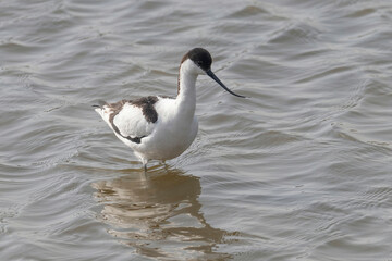 Pied Avocet in water looking for food (Recurvirostra avosetta)