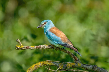 European roller (Coracias garrulus) perched on a branch with unfocused background.