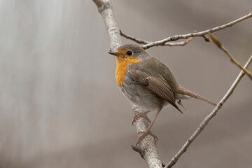 Close up photo of European robin (Erithacus rubecula)